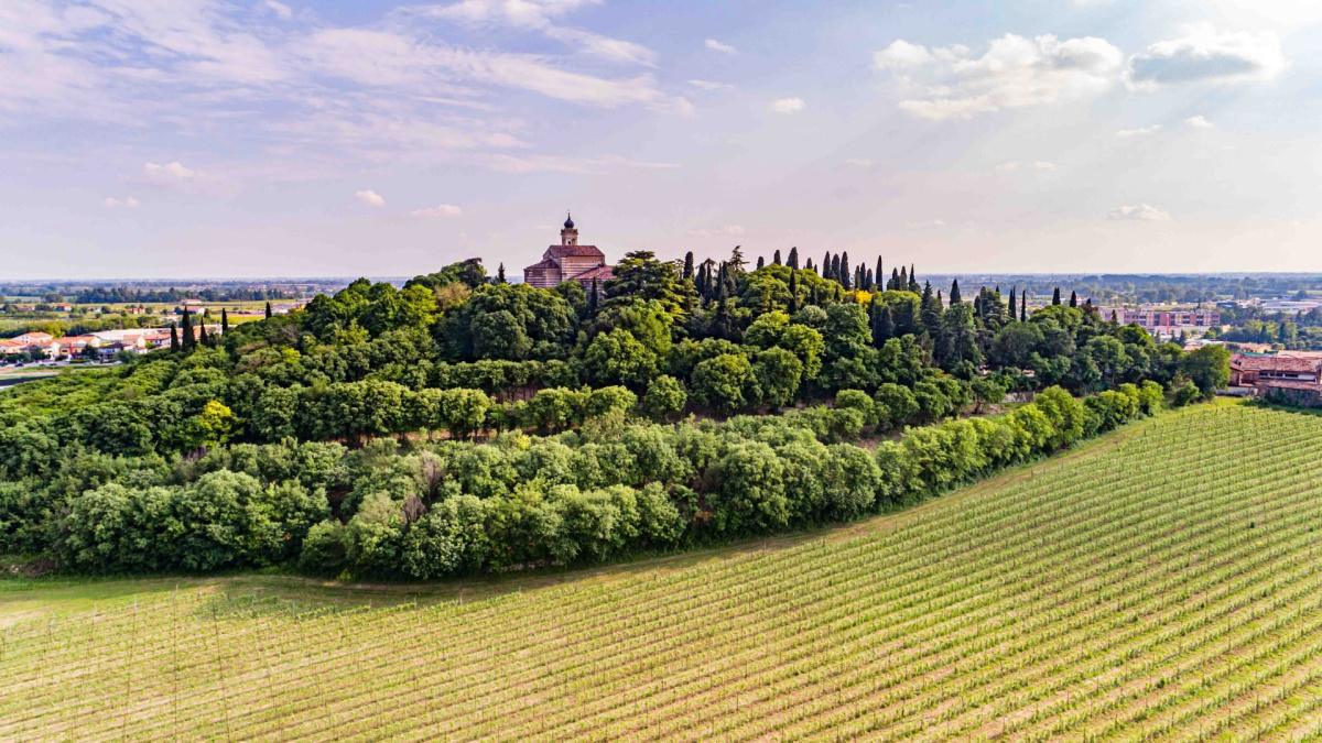 Allegrini Wines Distribution