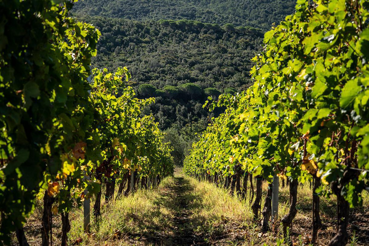 Caccia al Piano - Bolgheri 