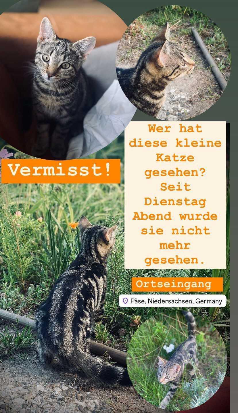 Katze wird in Päse vermisst.