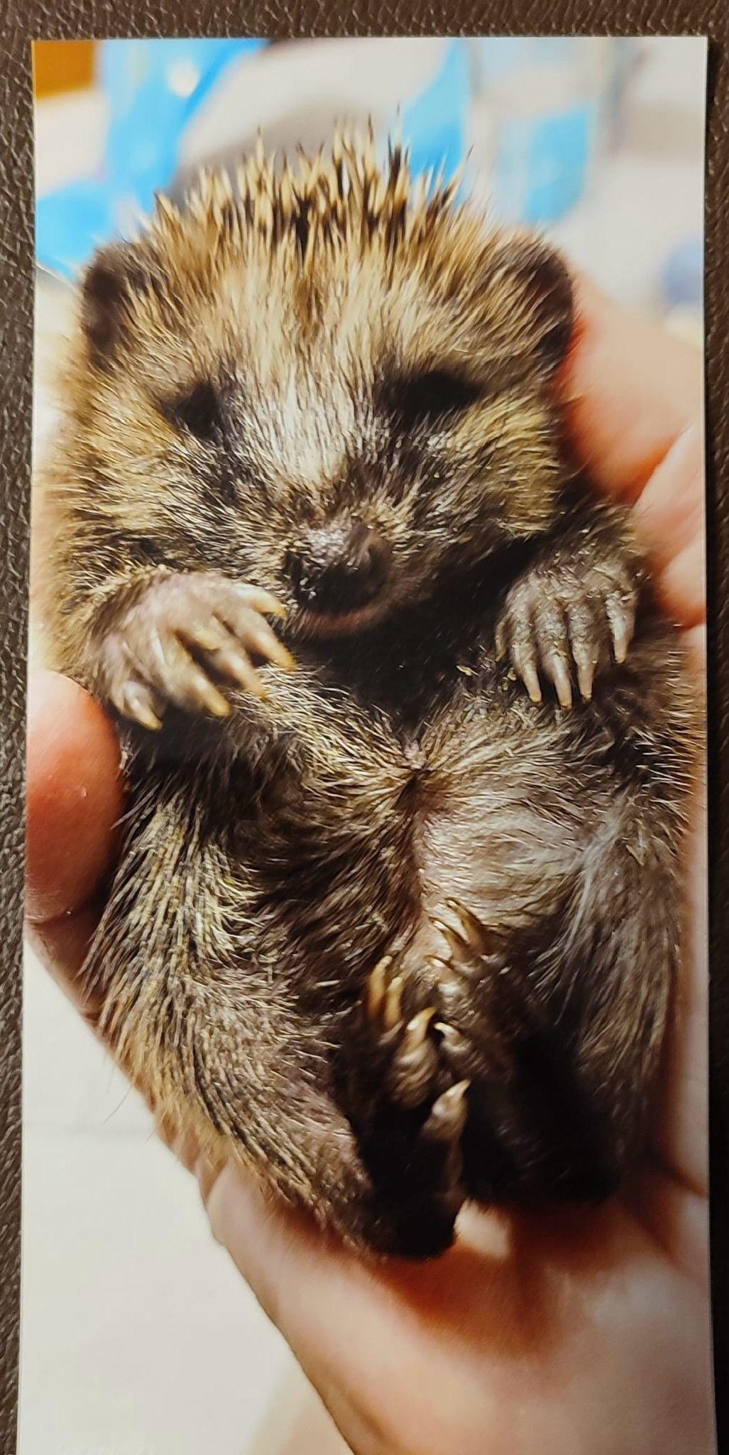 Igelhilfe Hillerse Igelhilfe Hillerse