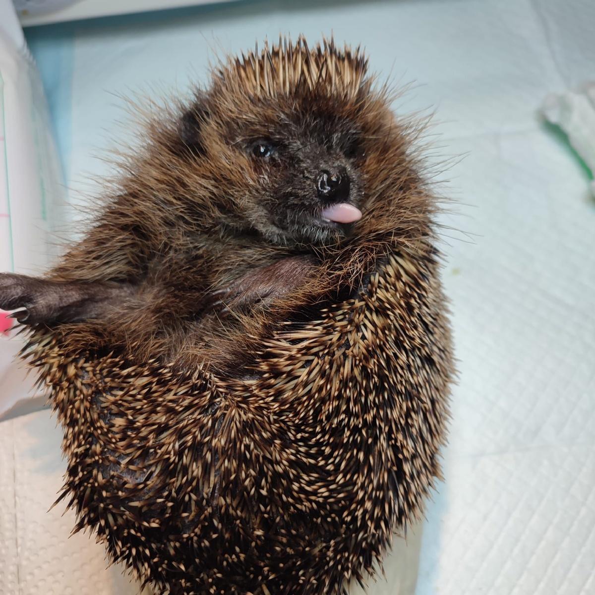 Igelhilfe Hillerse Igelhilfe Hillerse