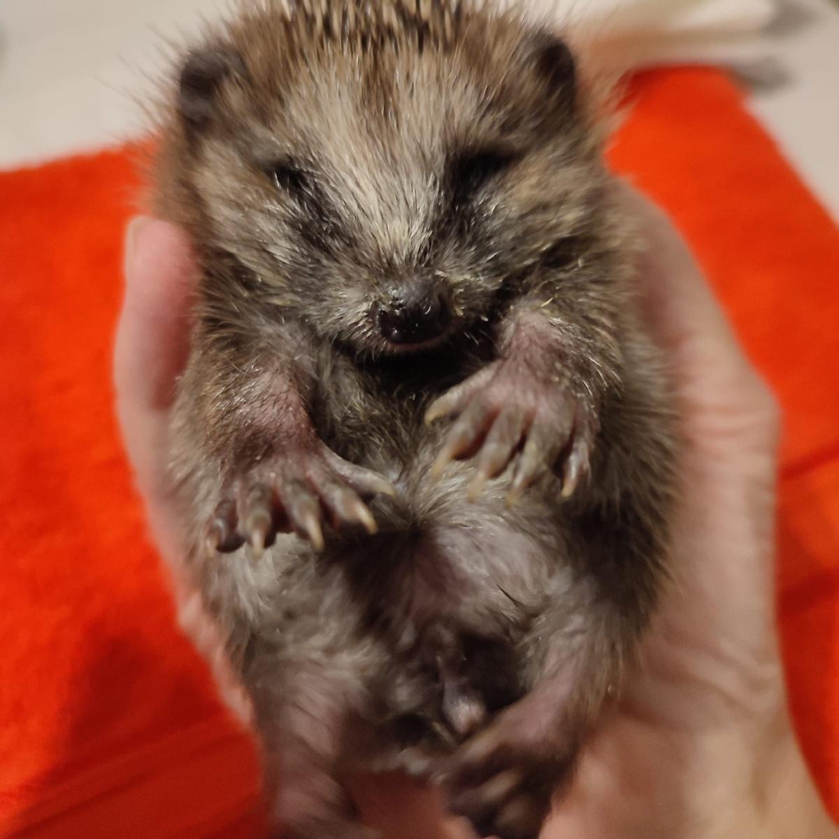 Igelhilfe Hillerse Igelhilfe Hillerse