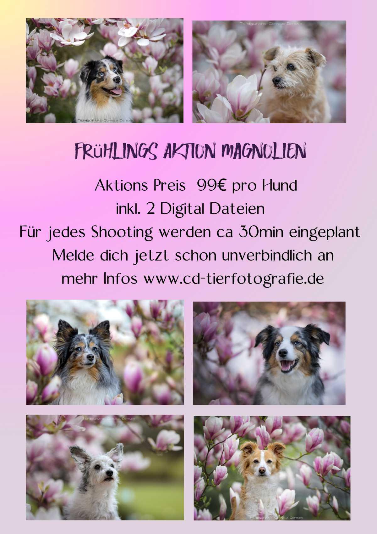 🐶 Magnolien-Shooting – Dein Hund in traumhafter Blütenkulisse!