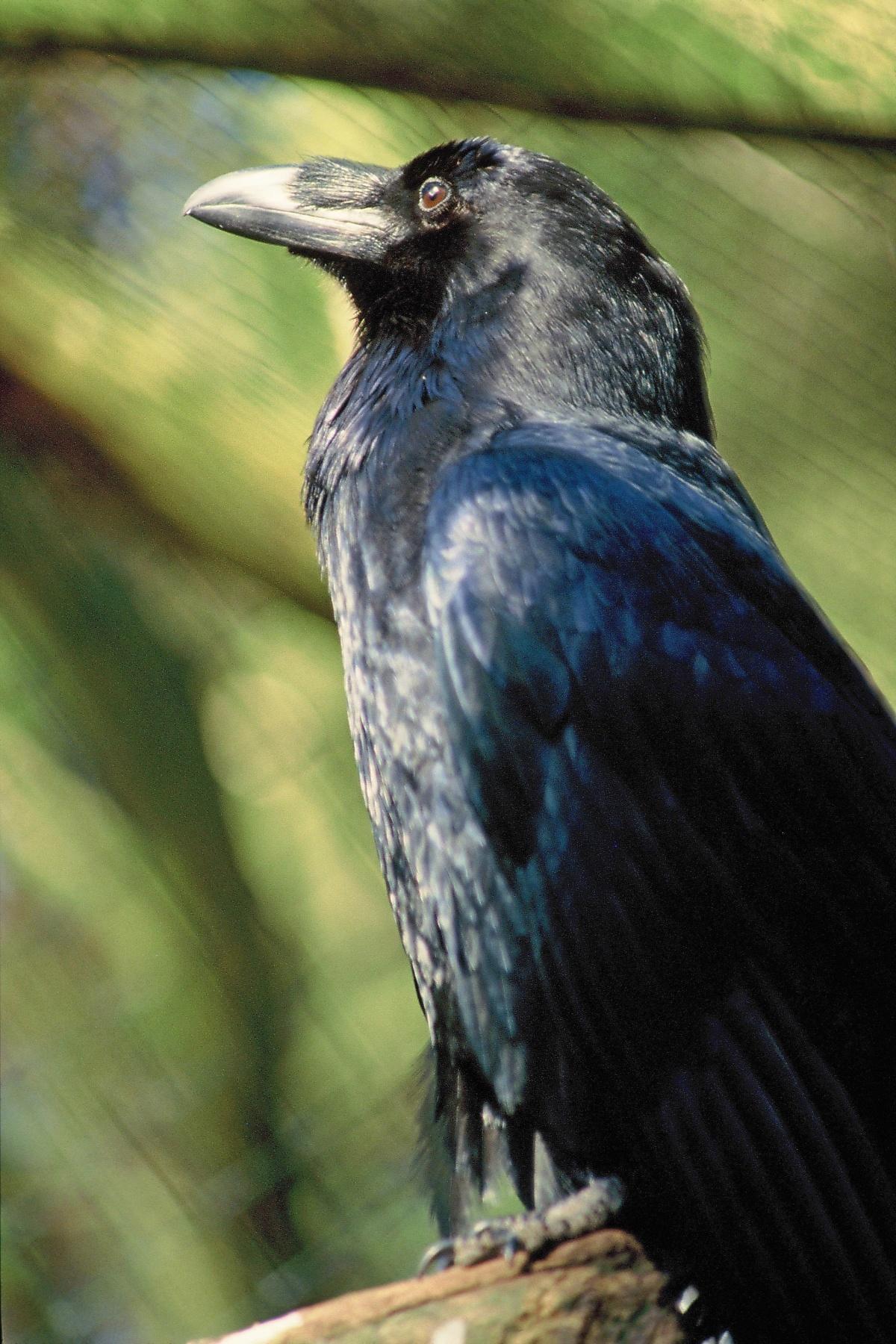 Das NABU-Artenschutzzentrum zieht Bilanz für 2025: Neue Höchstmarke an Tierzahlen von 4.636 erreicht Das NABU-Artenschutzzentrum zieht Bilanz für 2025: Neue Höchstmarke an Tierzahlen von 4.636 erreicht