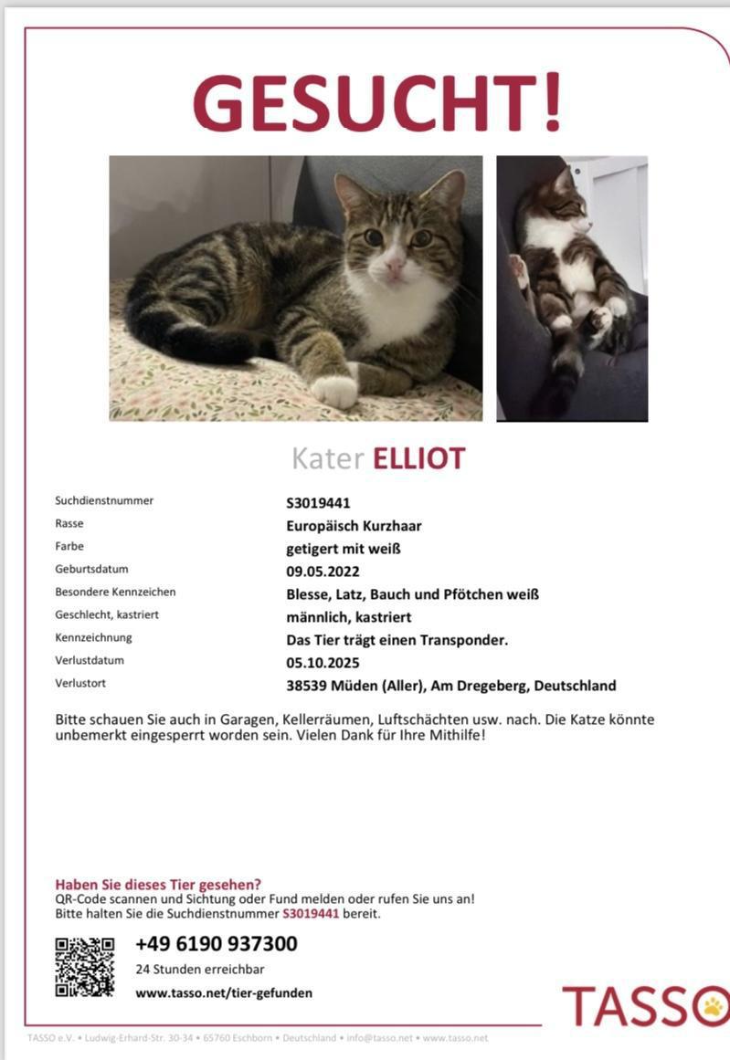 Katze entlaufen in Müden