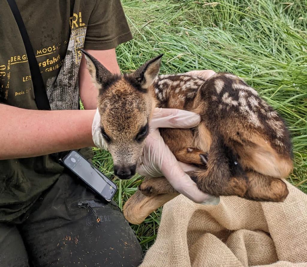 Rehkitzrettung aus der Luft: Drohnenpiloten im Einsatz für den Wildtierschutz Rehkitzrettung aus der Luft: Drohnenpiloten im Einsatz für den Wildtierschutz