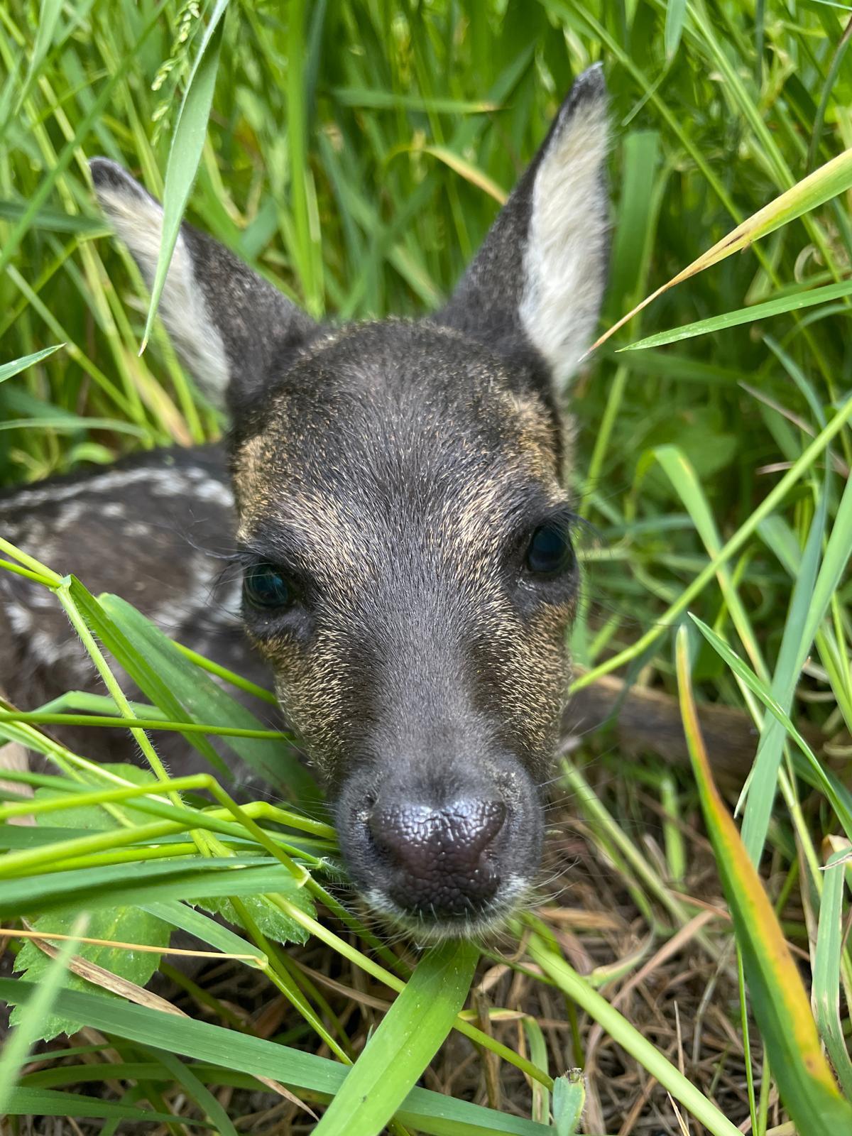 Rehkitzrettung aus der Luft: Drohnenpiloten im Einsatz für den Wildtierschutz Rehkitzrettung aus der Luft: Drohnenpiloten im Einsatz für den Wildtierschutz