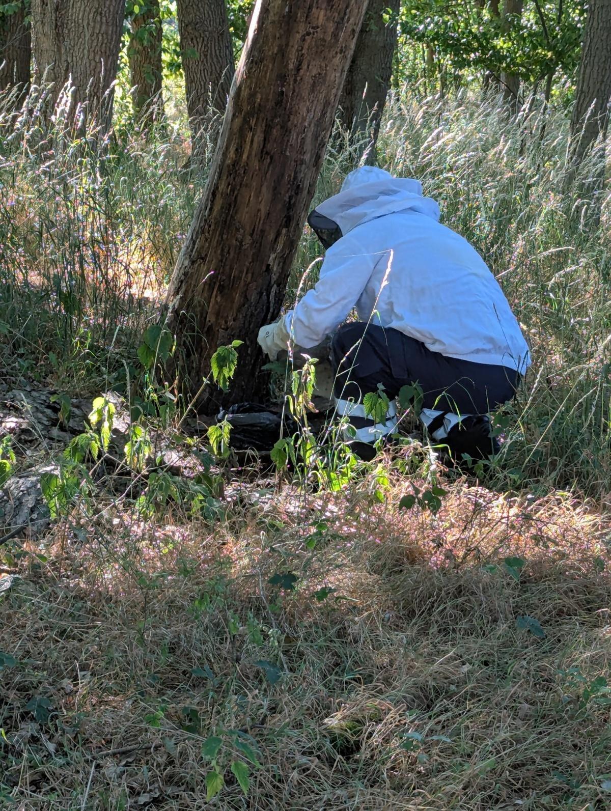 Feuerwehr Ohof: Zwei Wespeneinsätze an einem Tag – Nest gerettet und sicher umgesiedelt Feuerwehr Ohof: Zwei Wespeneinsätze an einem Tag – Nest gerettet und sicher umgesiedelt