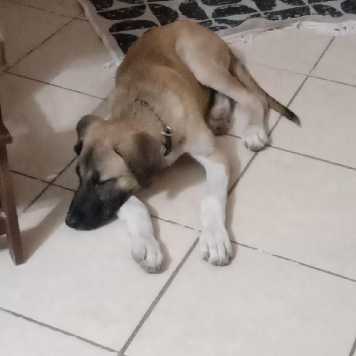 Malinoiswelpe sucht neues Zuhause