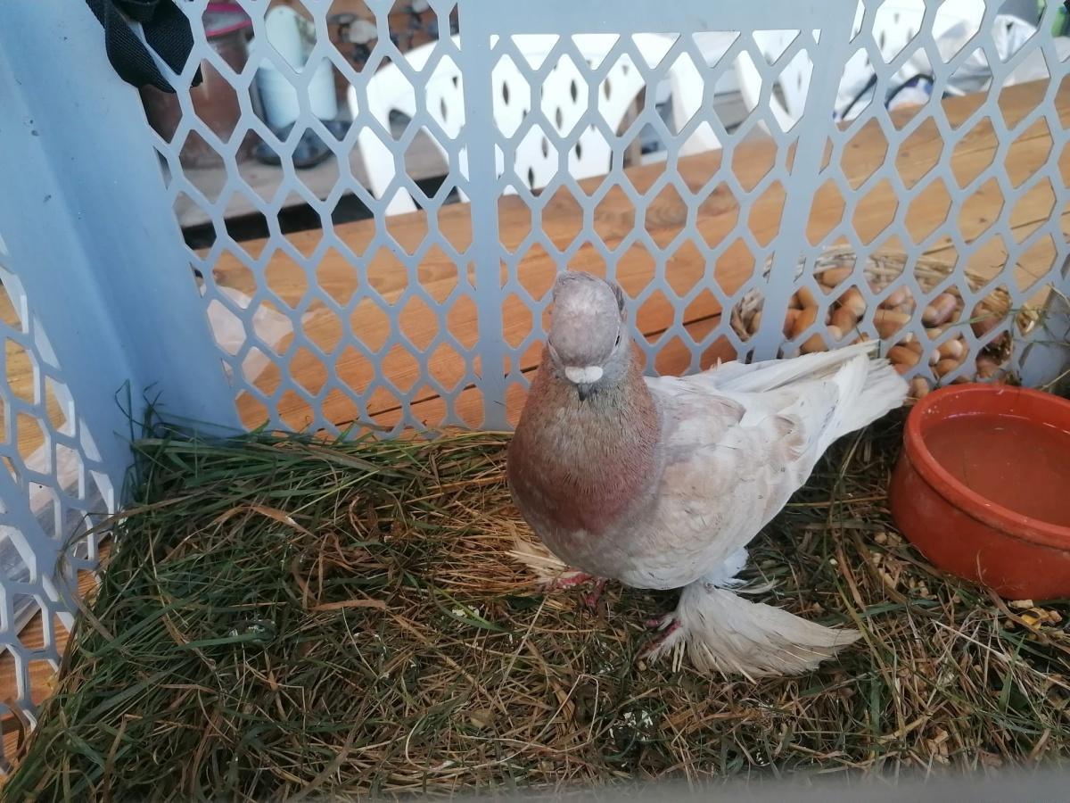 Zuchttaube in Ettenbüttel gefunden 🕊️ Zuchttaube in Ettenbüttel gefunden 🕊️