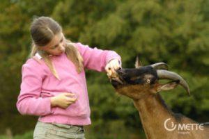 Kurse für Kinder und Ferienangebote - Kinder Tiere Kommunikation – Der Tierhof in Bokelberge