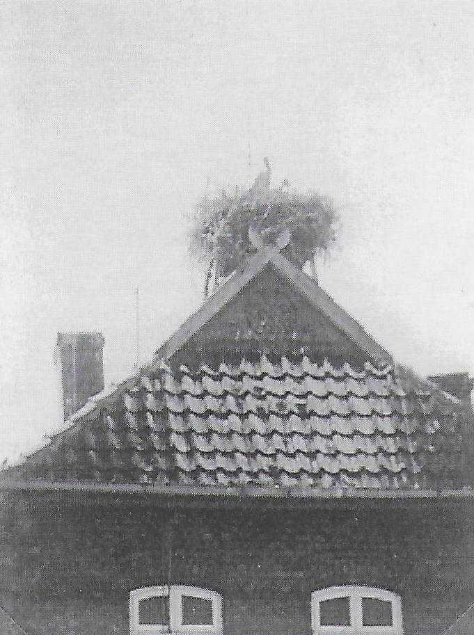 Neues Storchennest in der Gemarkung Seershausen – gelebte Tradition, moderner Naturschutz und ein starkes Zeichen für Dorfgemeinschaft