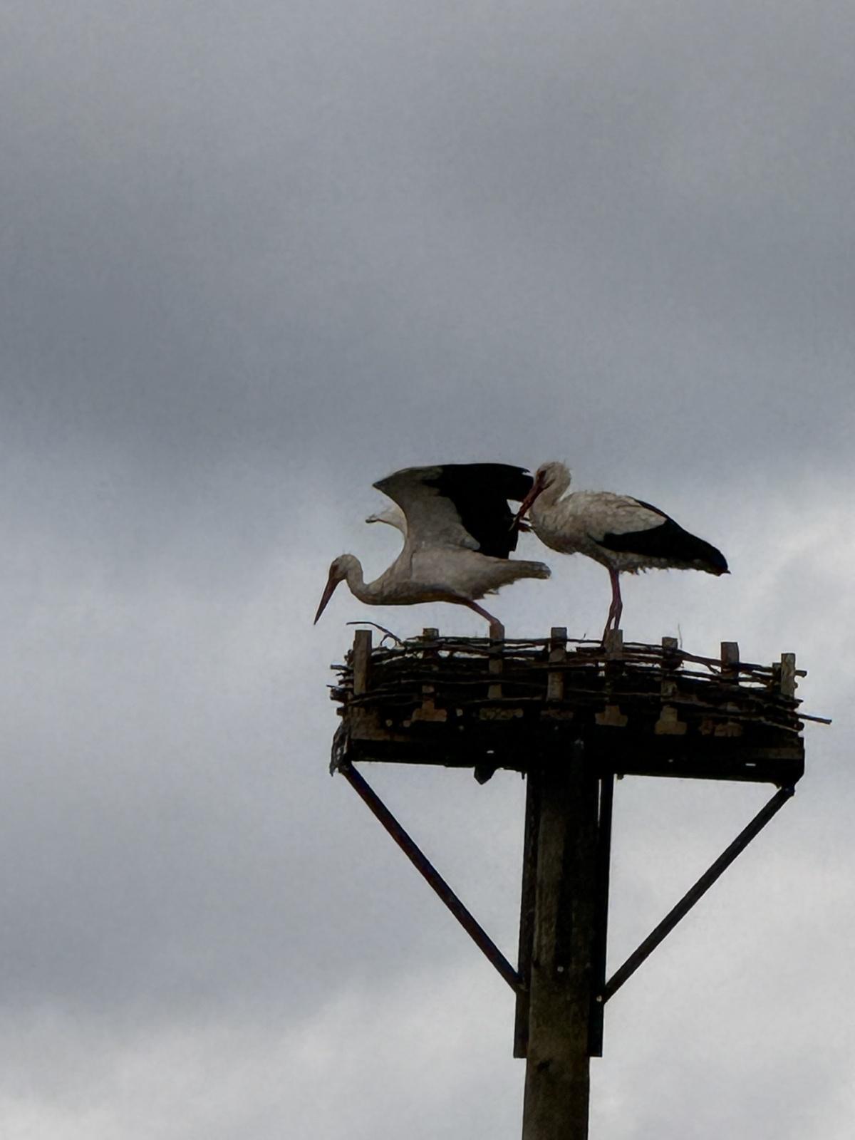 Neues Storchennest in der Gemarkung Seershausen – gelebte Tradition, moderner Naturschutz und ein starkes Zeichen für Dorfgemeinschaft