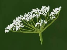 Gewürze und Kräuter in allen Phasen Gewürze und Kräuter in allen Phasen