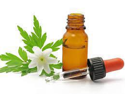 Gewürze und Kräuter in allen Phasen