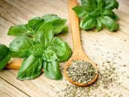 Gewürze und Kräuter in allen Phasen Gewürze und Kräuter in allen Phasen