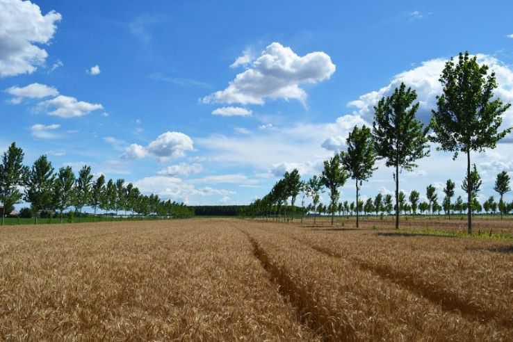 Inaugurato a Monteroni di Lecce il Parco della Conoscenza: Un Nuovo Polmone Verde con 842 Nuovi Alberi Inaugurato a Monteroni di Lecce il Parco della Conoscenza: Un Nuovo Polmone Verde con 842 Nuovi Alberi