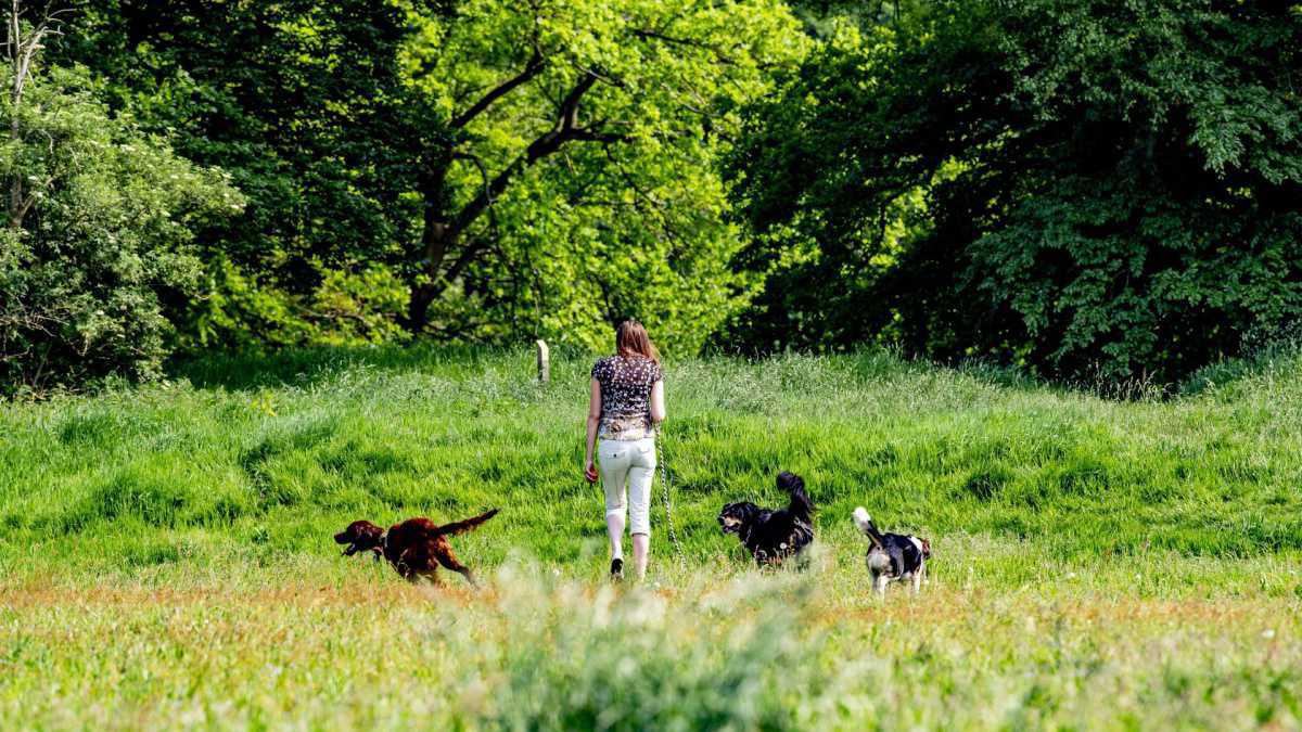 Hulp verzorging huisdier: Dierenbuddy Hulp verzorging huisdier: Dierenbuddy