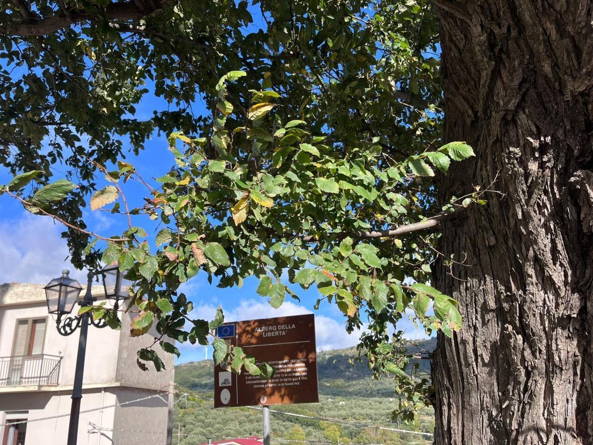 L’Olmo campestre di Montepaone - L’ultimo Albero della Libertà - The Field Elm of Montepaone – The Last Tree of Liberty