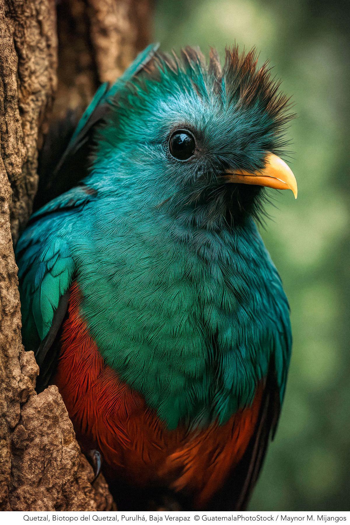 El Quetzal en la cultura guatemalteca