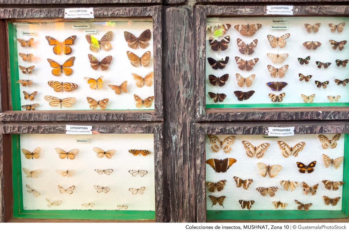 Museo de Historia Natural, USAC