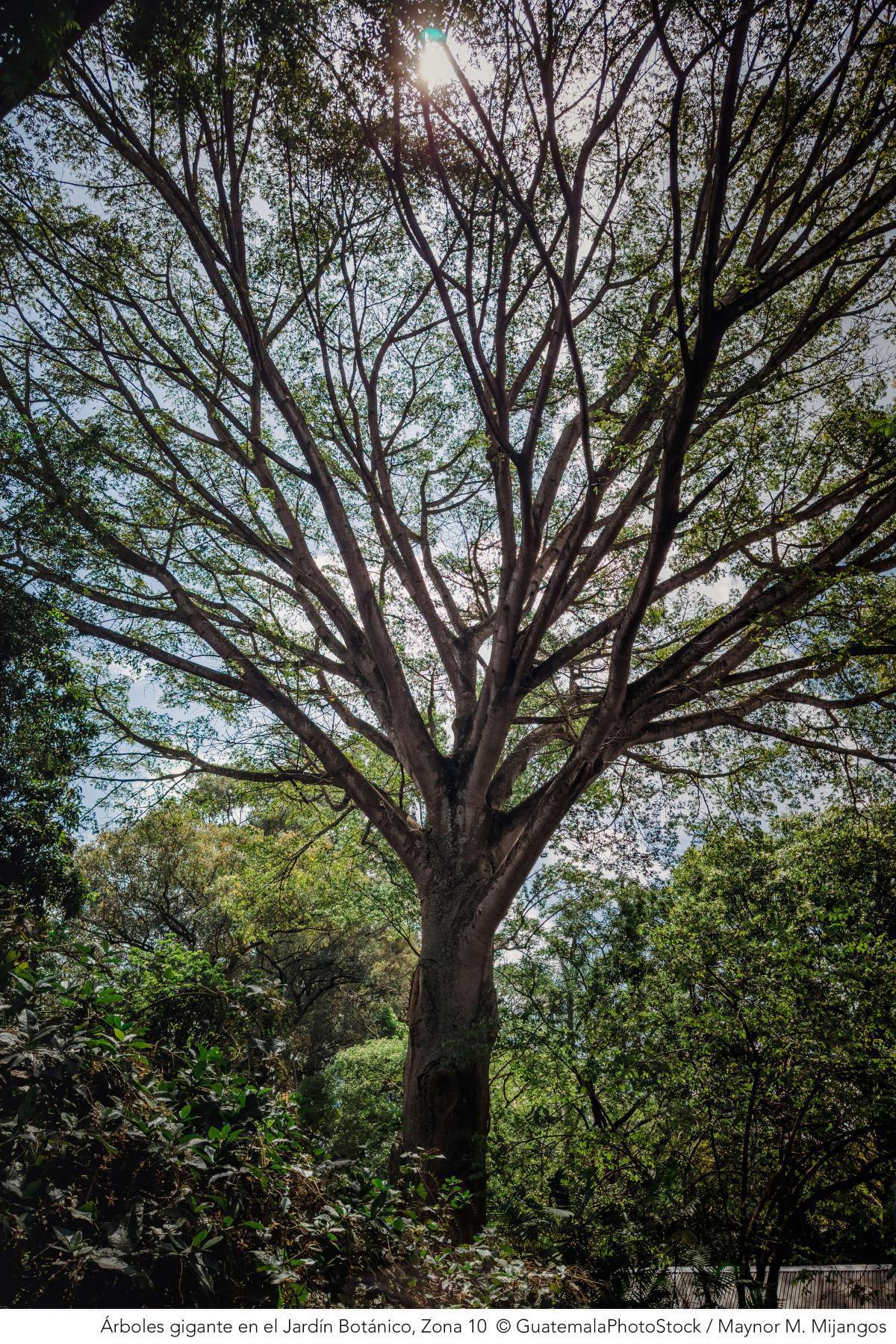 Jardín Botánico, CECON USAC