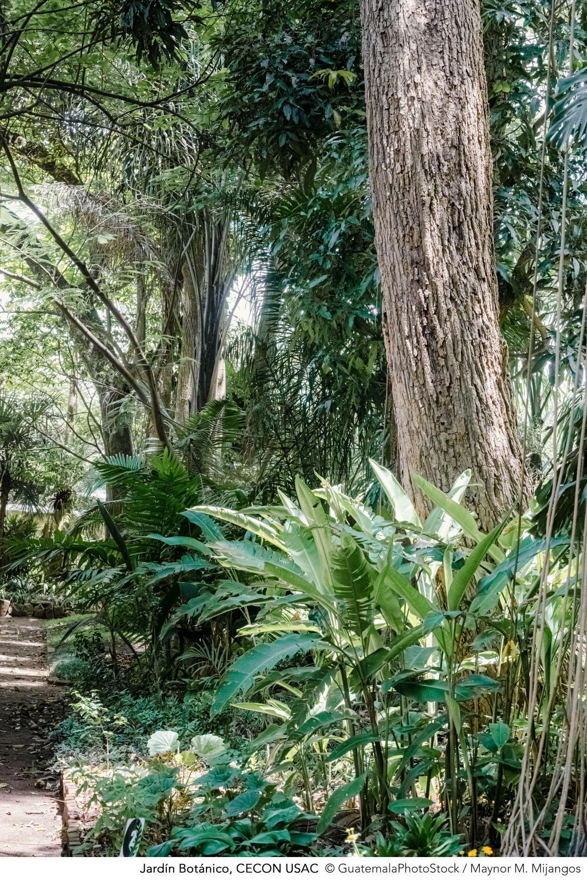 Jardín Botánico, CECON USAC