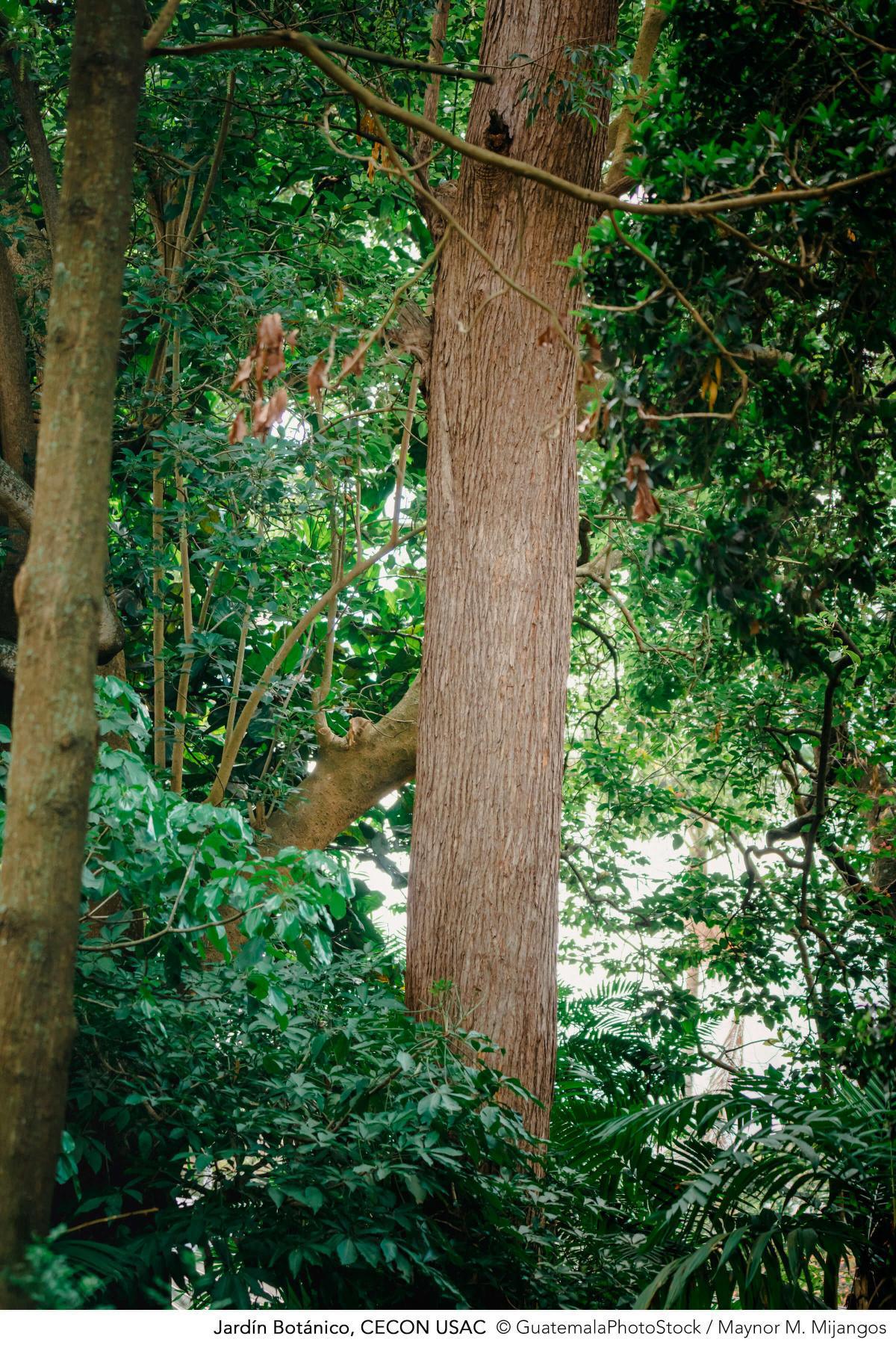 Jardín Botánico, CECON USAC