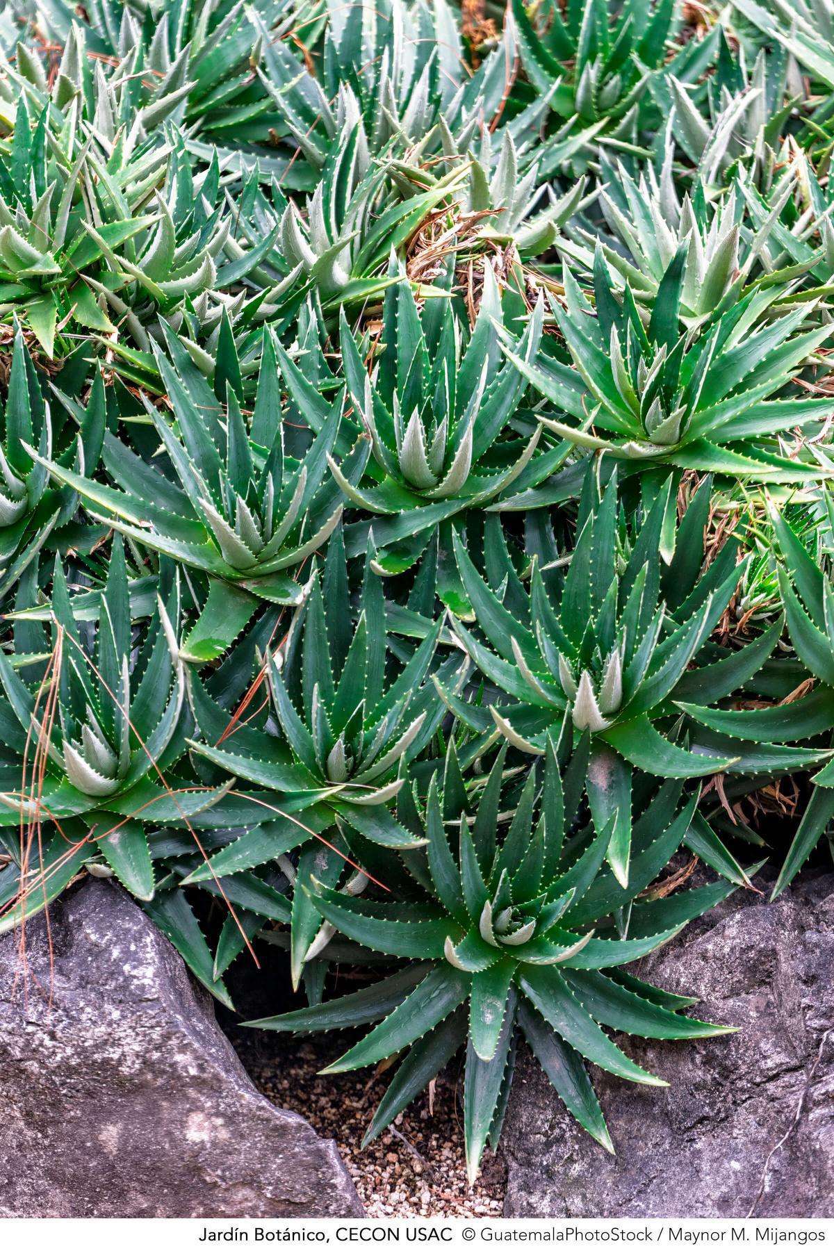 Jardín Botánico, CECON USAC