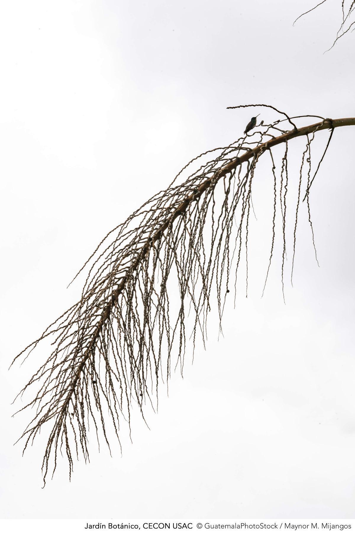 Jardín Botánico, CECON USAC