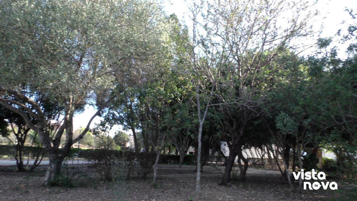 Gent de Dénia se suma a Somos Calpe y presentará una moción sobre emergencia sanitaria forestal Gent de Dénia se suma a Somos Calpe y presentará una moción sobre emergencia sanitaria forestal