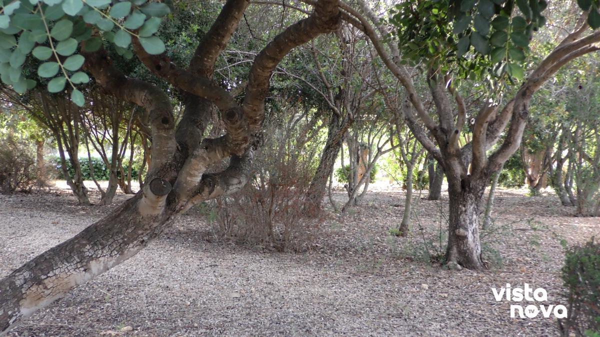 Gent de Dénia se suma a Somos Calpe y presentará una moción sobre emergencia sanitaria forestal Gent de Dénia se suma a Somos Calpe y presentará una moción sobre emergencia sanitaria forestal