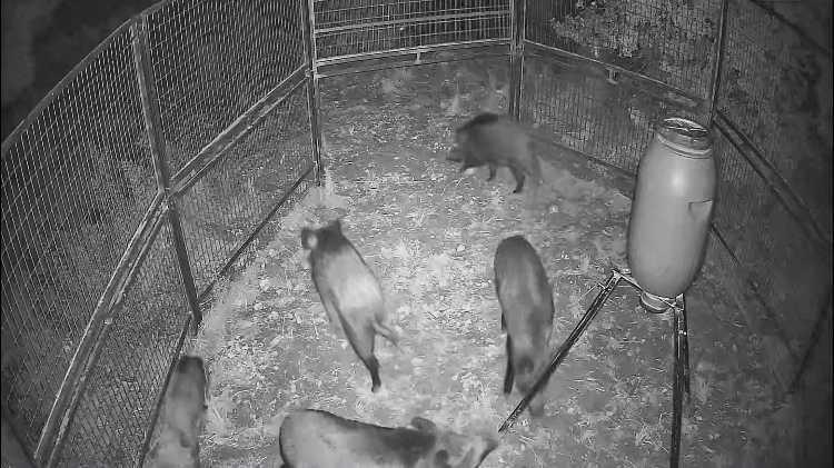 Dénia captura 72 jabalíes en las jaulas que ha instalado para su control Dénia captura 72 jabalíes en las jaulas que ha instalado para su control