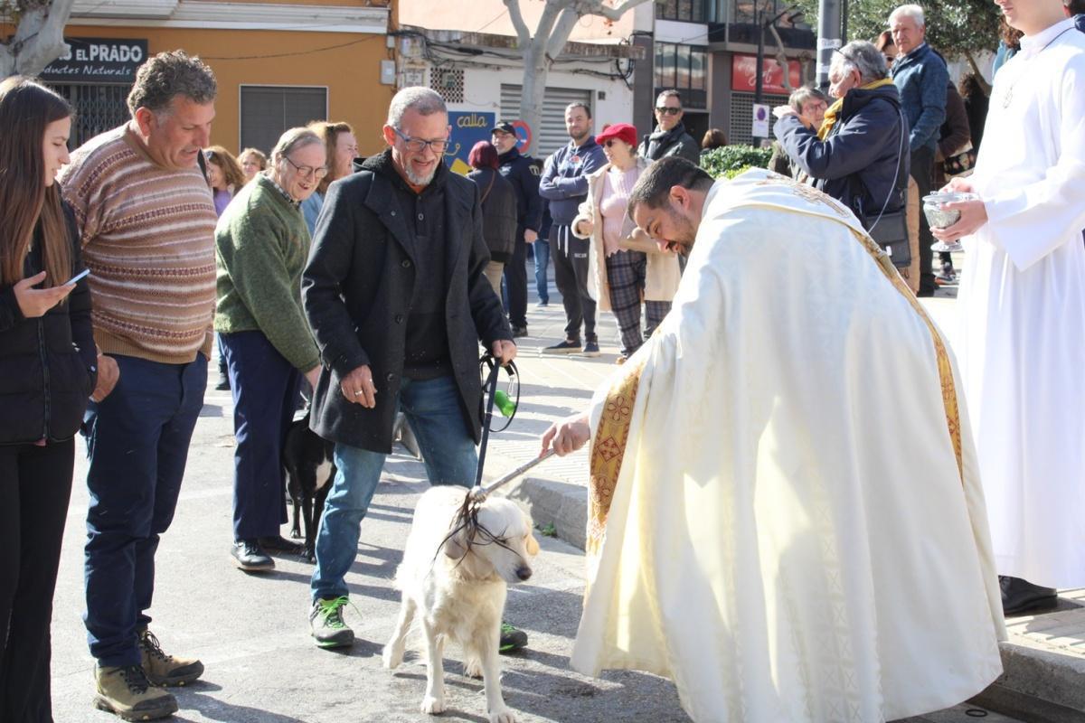 Más de 250 animales han participado en la festividad de San Antonio en Ondara