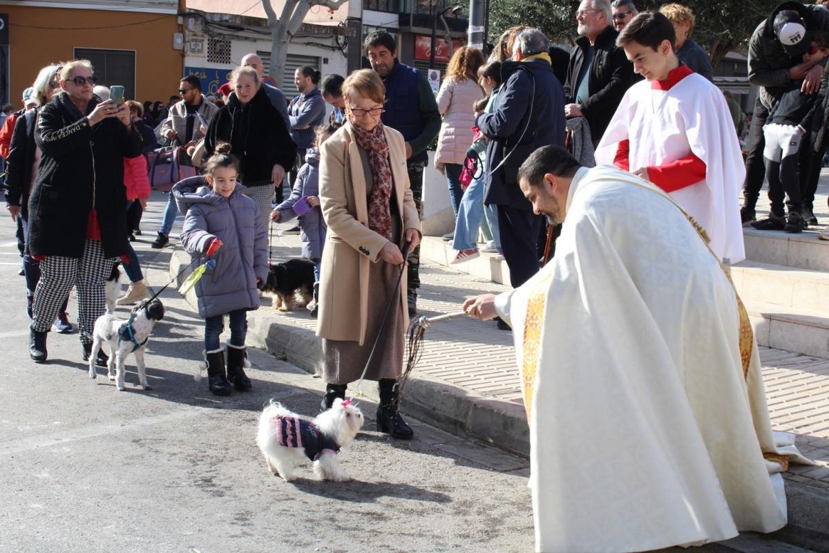 Más de 250 animales han participado en la festividad de San Antonio en Ondara