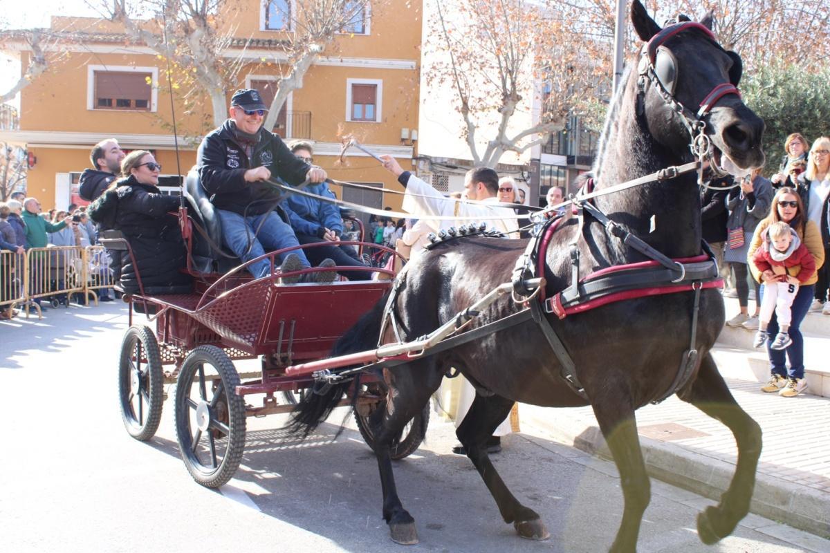 Más de 250 animales han participado en la festividad de San Antonio en Ondara