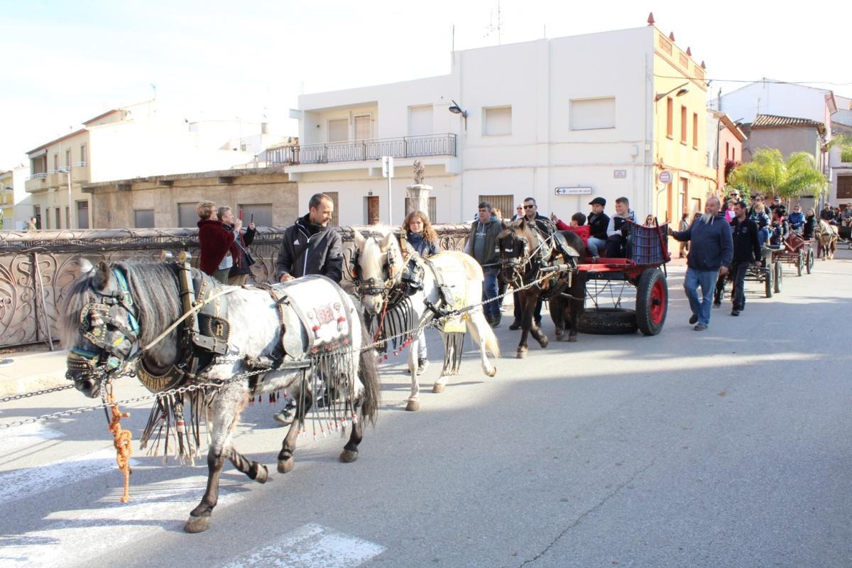 Más de 250 animales han participado en la festividad de San Antonio en Ondara