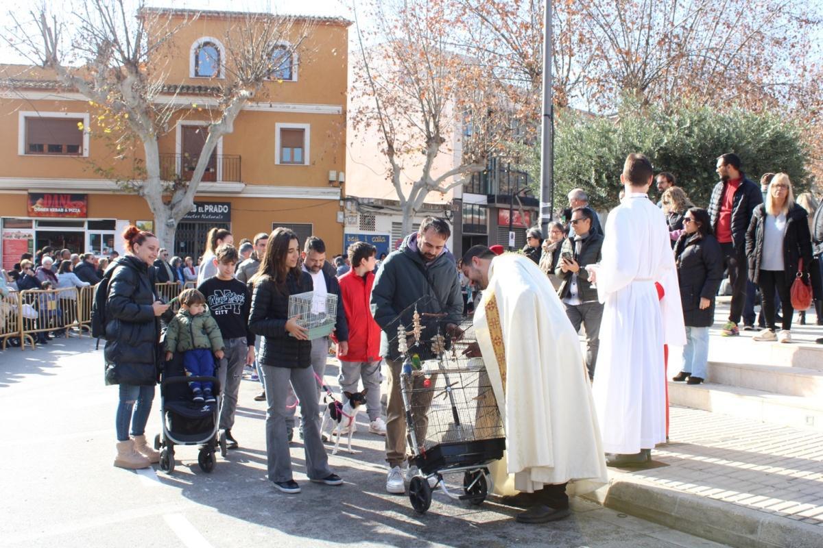 Más de 250 animales han participado en la festividad de San Antonio en Ondara