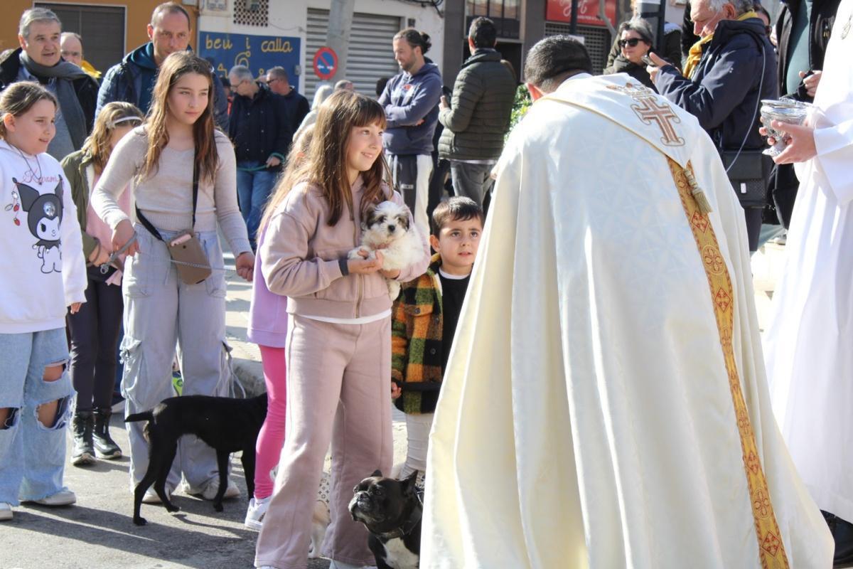 Más de 250 animales han participado en la festividad de San Antonio en Ondara