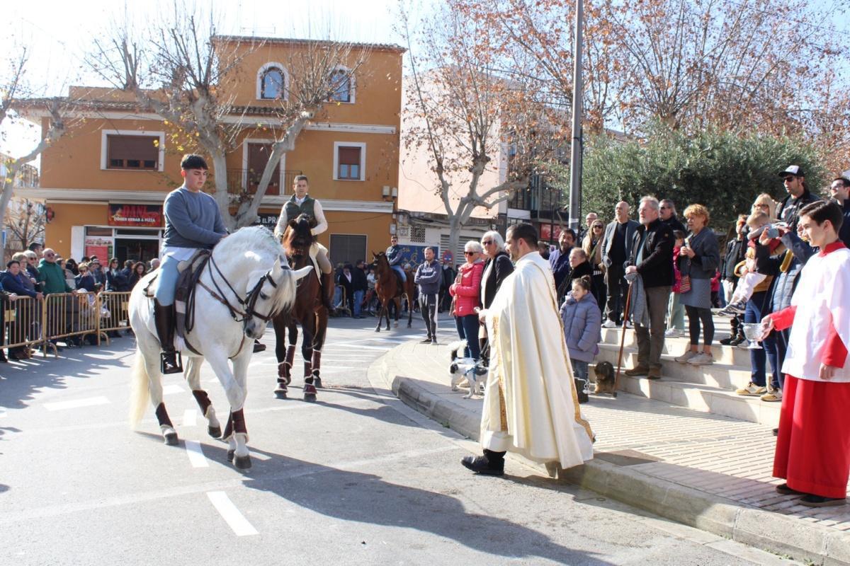 Más de 250 animales han participado en la festividad de San Antonio en Ondara
