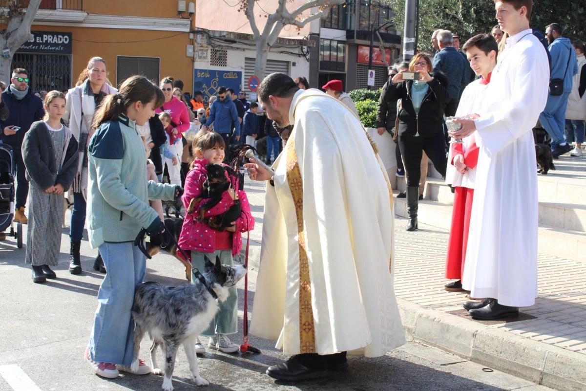 Más de 250 animales han participado en la festividad de San Antonio en Ondara