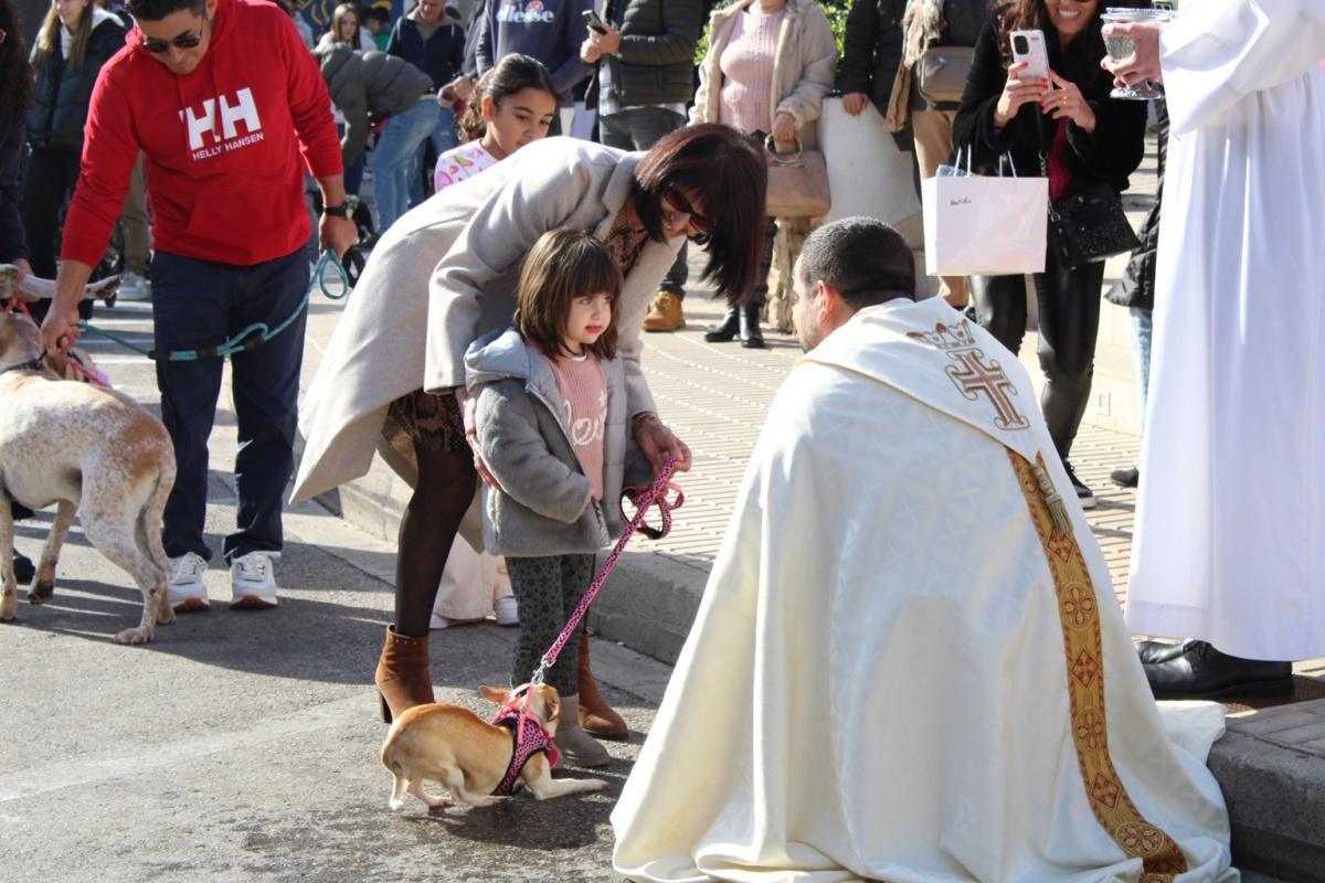 Más de 250 animales han participado en la festividad de San Antonio en Ondara