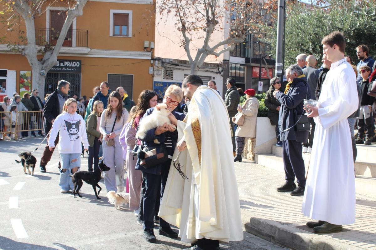 Más de 250 animales han participado en la festividad de San Antonio en Ondara