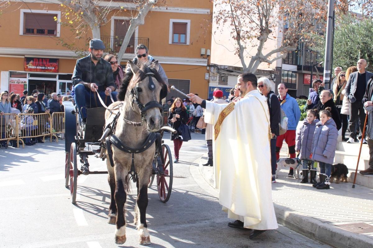 Más de 250 animales han participado en la festividad de San Antonio en Ondara