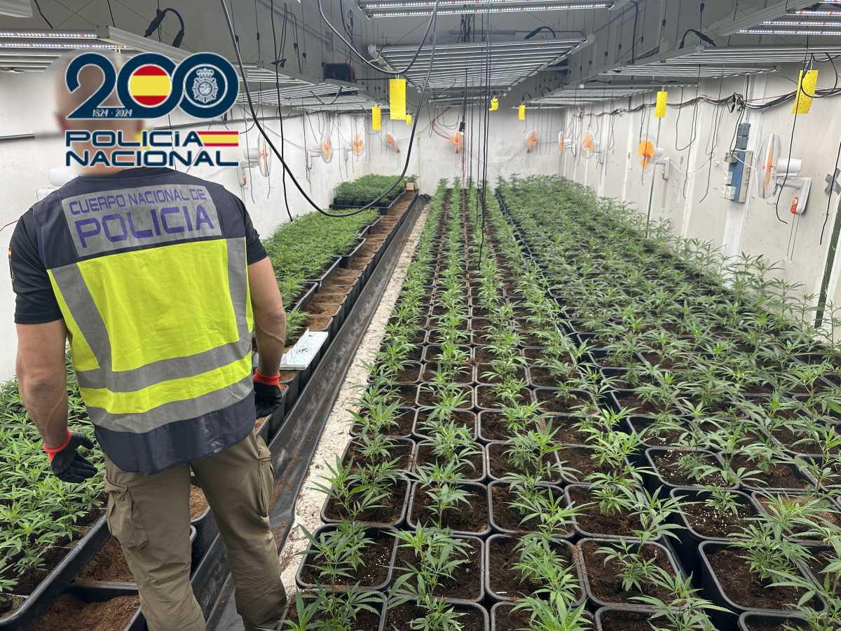 Desarticulada una organización criminal dedicada al cultivo de marihuana en Pedreguer