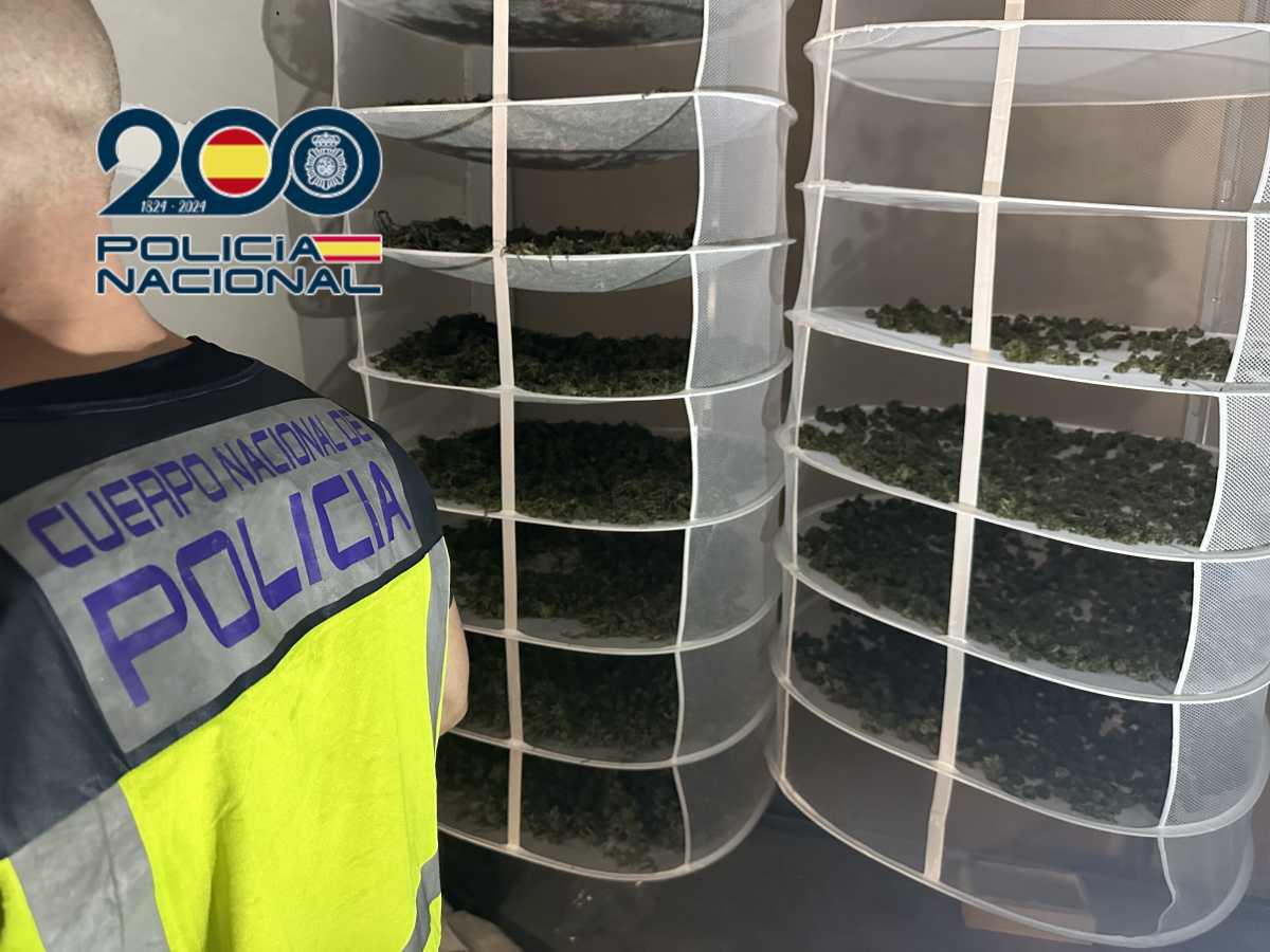 Desarticulada una organización criminal dedicada al cultivo de marihuana en Pedreguer