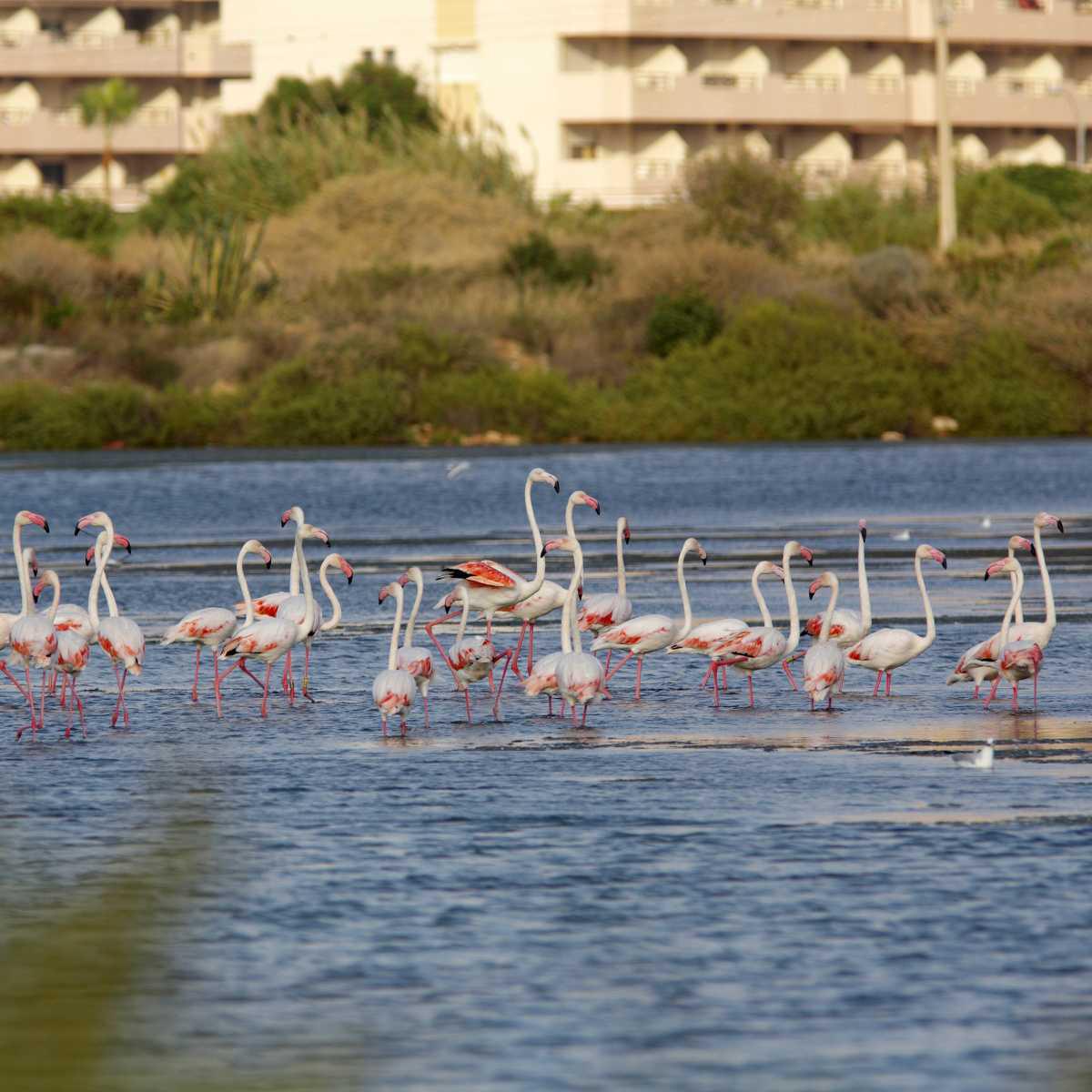 El Supremo rechaza el recurso de casación de la mercantil propietaria de Las Salinas de Calp