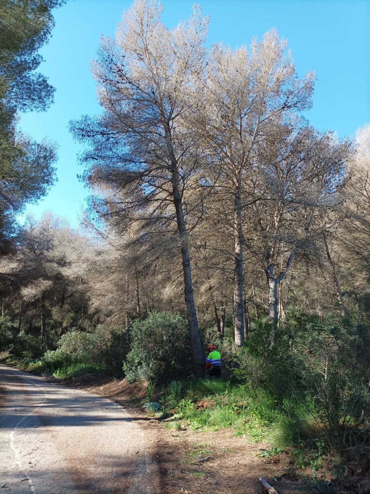 Comienza la tala de pinos secos para prevenir incendios en la Granadella de Xàbia Comienza la tala de pinos secos para prevenir incendios en la Granadella de Xàbia