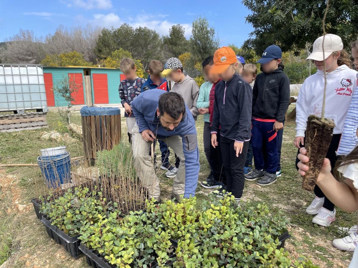 Los escolares de Benitatxell plantan 120 especies autóctonas por el Día del Árbol