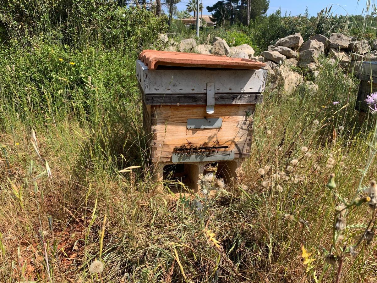 La ONU reconoce a la abeja como el ser vivo más importante del planeta